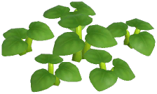 Green Laceleaf Plant