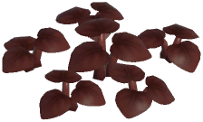 Demon Laceleaf Plant