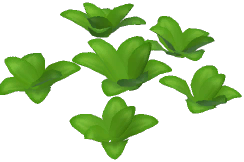 Green Lily Plant