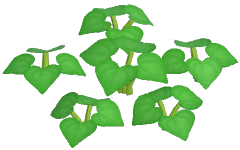 Black Morning Glory Plant