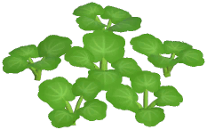 Blue Cranesbill Plant
