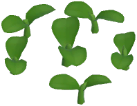 Blue Moth Orchid Plant