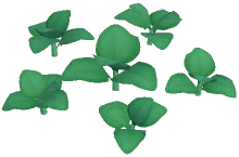 Black Poinsettia Plant