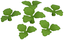 Black Rose Plant