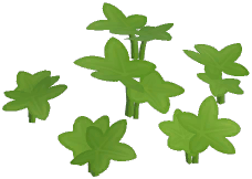 Blue Masterwort Plant