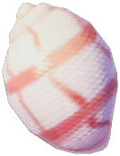 Lantern Flame Snail