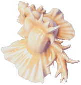 Orchid Murex