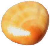 Silver Clam