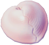 Heart Cockle