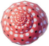 Strawberry Top Shell