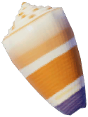 Cone Snail