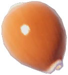 Golden Cowrie