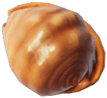 Bullmouth Shell