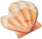 Damaged Seashell