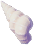 Ribbed Turritella