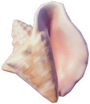 Queen Conch