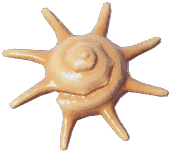 Yoka Star Turban