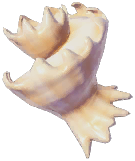 Mawe's Latiaxis