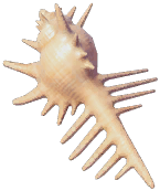 Venus Comb Murex