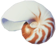Chambered Nautilus