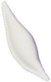 Long-snouted Volva