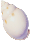 Smooth Bonnet Shell