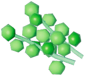 Sea Grape
