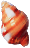 Ruby Triton