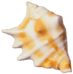 Mini Spider Conch
