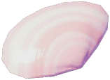 Bow Cherry Clam