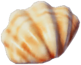 Saffron Giant Clam