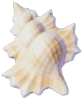 Maple Leaf Triton