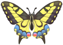Old World Swallowtail