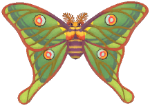 Spanish Moon Moth