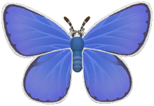 Common Blue Butterfly