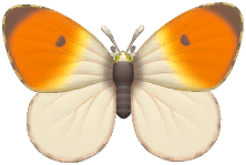 Orange-Tip