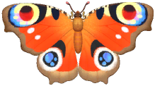 Peacock Butterfly