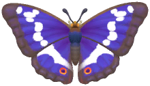 Purple Emperor