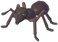 Ant