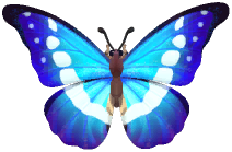 Morpho Helena