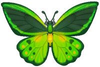 Green Birdwing