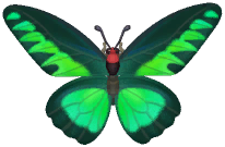 Rajah Brooke's Birdwing