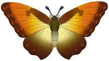 Sunset Morpho