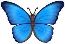 Blue Morpho