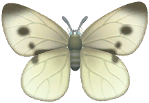 Cabbage White