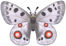 Apollo