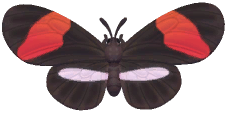 Postman Butterfly