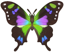 Purple Spotted Swallowtail