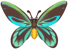 Queen Alexandra's Birdwing