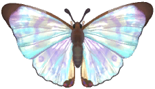 Sulkowsky's Morpho